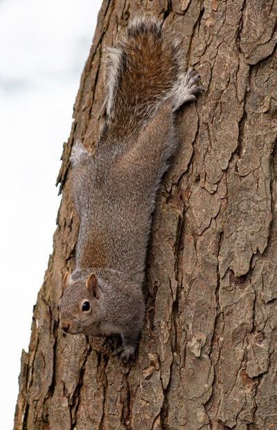 布朗布朗松鼠在树中
